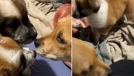 Filhotes resgatados encantam ao conhecer cão da família