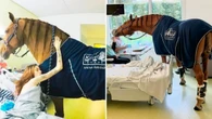 Cavalo terapeuta conforta doentes em estado grave