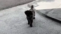 Cachorro finge estar com a pata machucada para ganhar carinho