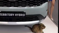 Ford Territory chama atenção, mas gato rouba a cena