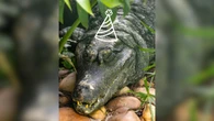 Zoo São Paulo comemora aniversário de América, jacaré-coroa
