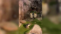Pinguins se divertem em festa de bolhas nos Estados Unidos