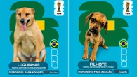 "Cãovocação" coloca pets de canil na disputa por um lar