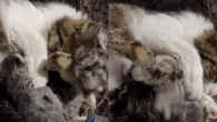 Pintinho se aconchega em "mãe gata" e encanta a web: "Fofo"