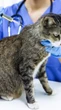 Quais vacinas todo gato tem que tomar? Guia completo de vacinação