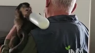 Macaco
resgatado em sacada de SC tinha documentação falsa