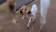 Cachorra puxa bezerro na coleira como se fosse seu filhote; vídeo