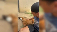 Lobo-guará relaxa enquanto recebe carinho na barriga; vídeo