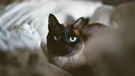 Fungos em gatos: veja os sintomas, riscos e como identificar