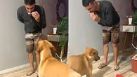 Cachorra mostra gingado para tutor ao som de gaita; veja