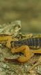 Escorpião amarelo é encontrado no Tocantins e liga alerta das autoridades