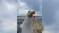 Casal tem vídeo interrompido por gaivota que roubou a cena