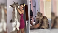 Gato rouba a cena na web com tamanho impressionante