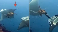 Vídeo mostra tartaruga batendo em arraia-manta e diverte web