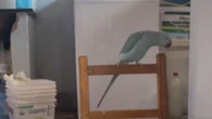 Periquito reza antes de comer e inclui o próprio nome na oração