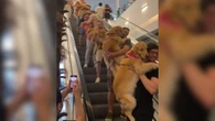 Vídeo de encontro de Goldens em shopping encanta a web