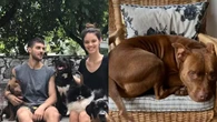 Chay Suede e Laura Neiva se emocionam com a perda do cachorro