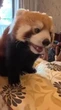 Hotel na China usa pandas-vermelhos para acordar hóspedes e causa polêmica