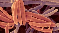 Fungo intestinal pode ser a chave para tratar doença hepática