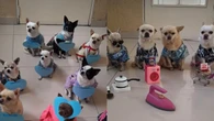 Conheça a "Turminha Top": grupo de cães que tem divertido a web