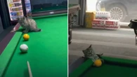 Gato “trapaceiro” viraliza ao ajudar tutor em jogo de sinuca