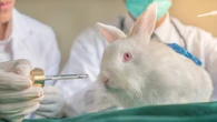 Câmara aprova fim de testes com animais para cosméticos no Brasil