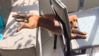 Cachorrinha cria posição inusitada para aproveitar banho de sol