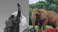Elefante Jamba morre aos 29 anos após agravamento de inflamação