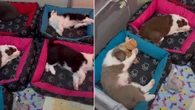Filhotes de border collie encantam ao tirarem uma soneca juntos