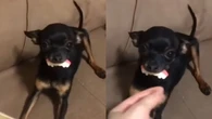Cão imita “vampiro” com dentadura e viraliza