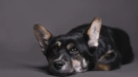 Cuidados essenciais: como adaptar a casa para cães idosos
