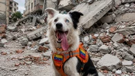 Conheça o cão herói que resgata vítimas do terremoto na Venezuela