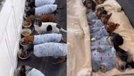 Mulher com 8 dachshunds viraliza com rotina caótica e fofa