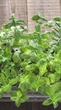 5 plantas que afastam o mosquito da dengue