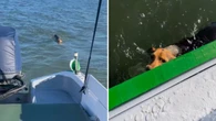 Navegante salva cadela abandonada no meio do mar; assista