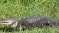 Jacaré ataca e mata mulher de canoa em lago na Flórida