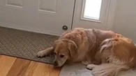 Cão que cresceu com bebê estranha primeiro dia de aula