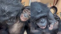 Cena comovente: chimpanzé beija filhote com carinho