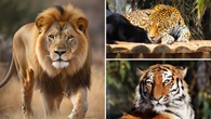 Felinos: conheça as características mais marcantes de cada um