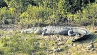 Jovem desaparece em lago após ser atacado por crocodilo gigante