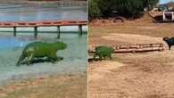 Capivaras verdes em rio argentino chamam atenção da população