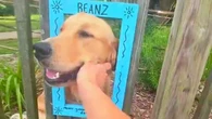 Golden retriever carismático para pedestres por carinho grátis