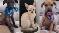 Shopping Jardim Sul realiza primeira feira de adoção de pets