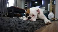 Seu pet vive em um ambiente obesogênico? Entenda o risco