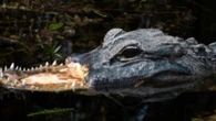 Jacaré sobrevive sem focinho e causa comoção nos EUA; veja