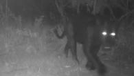 Onça-preta rara é vista pela primeira vez em reserva no Cerrado