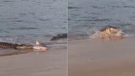 Crocodilos tentam devorar filhote de tubarão em rio da Austrália