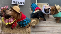 Festa junina canina? Pets viralizam com trajes caipiras