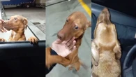 Cachorro escolhe seu novo tutor em posto de gasolina e viraliza