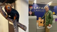 Mico-leão-de-cara-dourada é transportado de avião para Curitiba